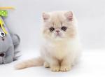 Amanda - Persian Cat For Sale - Hollywood, FL, US