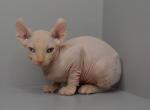 Amadeus - Sphynx Kitten For Sale - Norwalk, CT, US