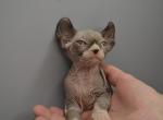 Apollo - Sphynx Kitten For Sale - Pembroke Pines, FL, US