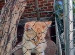 Ginger male - American Shorthair Cat For Sale - Randallstown, MD, US