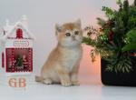 Spock - British Shorthair Kitten For Sale - Ashburn, VA, US