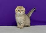 Hammer - Scottish Fold Kitten For Sale - Brooklyn, NY, US