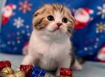 Leopold - Scottish Fold Kitten For Sale - Brooklyn, NY, US