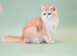 Dexter - British Shorthair Cat For Sale - Brooklyn, NY, US