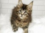 Elada - Maine Coon Kitten For Sale - Brooklyn, NY, US