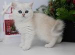 Rima - British Shorthair Kitten For Sale - Ashburn, VA, US