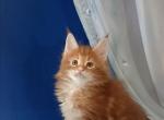 Noris - Maine Coon Kitten For Sale - Brooklyn, NY, US