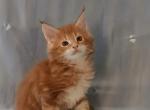 Norman - Maine Coon Kitten For Sale - Brooklyn, NY, US