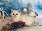 Yasmin - British Shorthair Cat For Sale - Brooklyn, NY, US