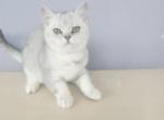 Oliver - British Shorthair Cat For Sale - New York, NY, US