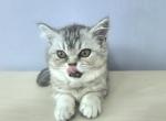 Justin - British Shorthair Cat For Sale - New York, NY, US