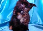 Mystic - Maine Coon Kitten For Sale - New York, NY, US