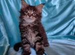 Onyx - Maine Coon Kitten For Sale - New York, NY, US