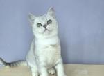 Super boy - British Shorthair Cat For Sale - New York, NY, US