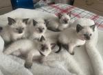 LITTER OF 5 KITTENS - Siamese Kitten For Sale - Philadelphia, PA, US