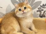 Wai - British Shorthair Cat For Sale - Los Angeles, CA, US