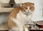 Female Golden Scottish Fold Kitten - Scottish Fold Cat For Sale - San Jose, CA, US