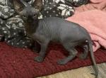 Dakota & Royal - Sphynx Kitten For Sale - DE, US