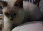 Craven Blues Ms Boo Thang - Siamese Kitten For Sale - New Bern, NC, US