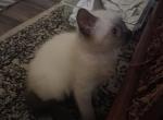 Craven Blues Wren - Siamese Kitten For Sale - New Bern, NC, US