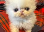 Charles Dickens - Persian Kitten For Sale - Orlando, FL, US