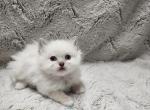 Miss Pink  Callista x Oscar - Ragdoll Cat For Sale - Syracuse, NY, US