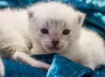 Cashmere Bengal Kittens - Bengal Kitten For Sale - 