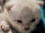 Cashmere Bengal Lynx Kitten - Bengal Kitten For Sale - 