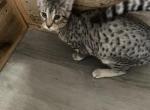 Nina - Safari Kitten For Sale