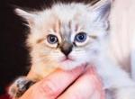 Ragdoll Snow Maine Coons Due Soon - Ragdoll Kitten For Sale - Phoenix, AZ, US