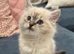 Ragdoll Snow Maine Coon Kittens Due Any Day - Maine Coon Kitten For Sale - Phoenix, AZ, US
