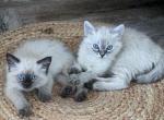 Ragdoll Snow Maine Coon Kittens ready to go - Ragdoll Kitten For Sale - Phoenix, AZ, US