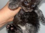 Black smoke female - Maine Coon Kitten For Sale - Jacksonville, FL, US