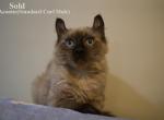 Holiday Special SiAm Curl Babies - American Curl Kitten For Sale - Canfield, OH, US