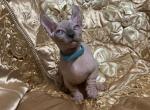 Bambi - Bambino Cat For Sale - Brooklyn, NY, US