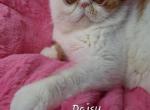 Daisy - Exotic Cat For Sale/Retired Breeding - Lemont, IL, US