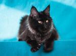 Panthera - Maine Coon Cat For Sale - Brooklyn, NY, US