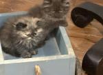 Ready now persian - Persian Kitten For Sale - Charlotte, NC, US