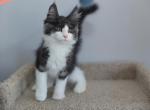 Beethoven - Maine Coon Cat For Sale - NY, US