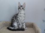 Logan - Maine Coon Kitten For Sale - NY, US