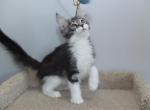 Oscar - Maine Coon Kitten For Sale - NY, US