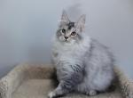 Indigo - Maine Coon Cat For Sale - NY, US