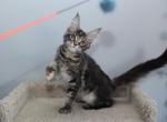 Hannah - Maine Coon Kitten For Sale - NY, US