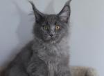 Infinity - Maine Coon Cat For Sale - NY, US