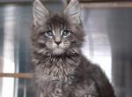 Quentin - Maine Coon Cat For Sale - Houston, TX, US