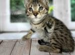 Maruv - Savannah Cat For Sale - Hollywood, FL, US