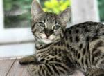 Monica - Savannah Cat For Sale - Hollywood, FL, US