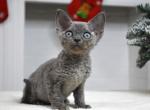 Jeremy - Devon Rex Cat For Sale - Norwalk, CT, US