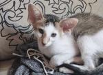 Birek - Oriental Kitten For Sale - Pembroke Pines, FL, US