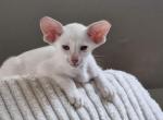 Elmo - Oriental Cat For Sale - Norwalk, CT, US